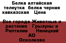 Белка алтайская телеутка, белка черная кавказская › Цена ­ 5 000 - Все города Животные и растения » Грызуны и Рептилии   . Ненецкий АО,Осколково д.